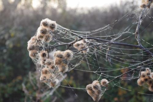 NETTLE II