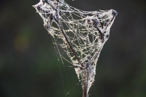 NETTLE II